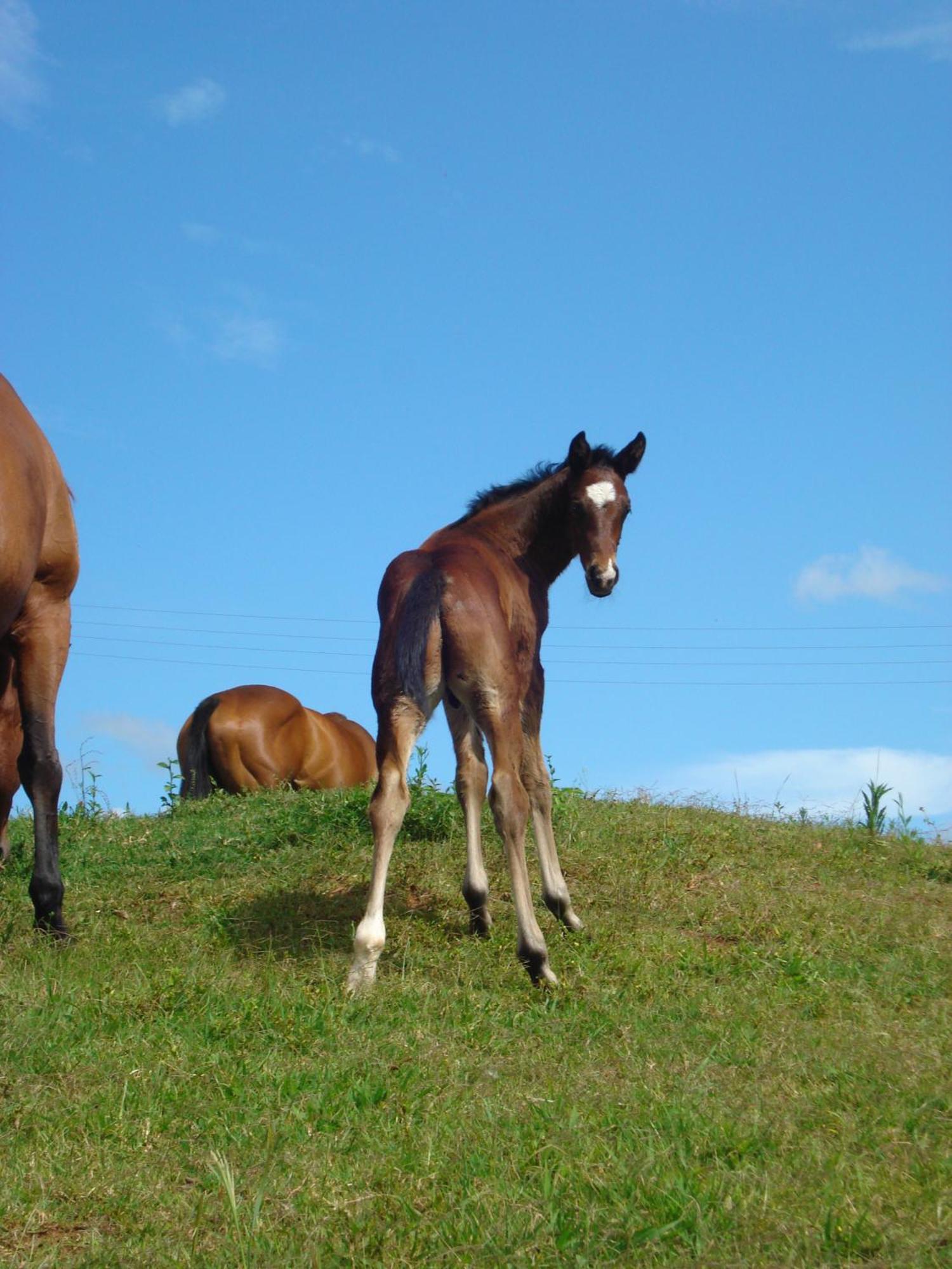 Cbr Equine Cottage Amamoor Kültér fotó